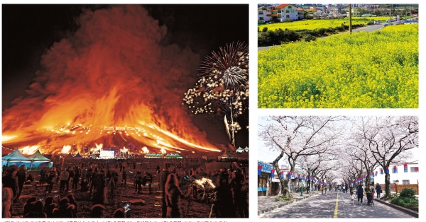 사진은 지난해 새별오름에서 열린 제주들불축제 모습. (사진 오른쪽 위는 유채꽃축제, 사진 오른쪽 아래는 왕벚꽃축제 모습)
