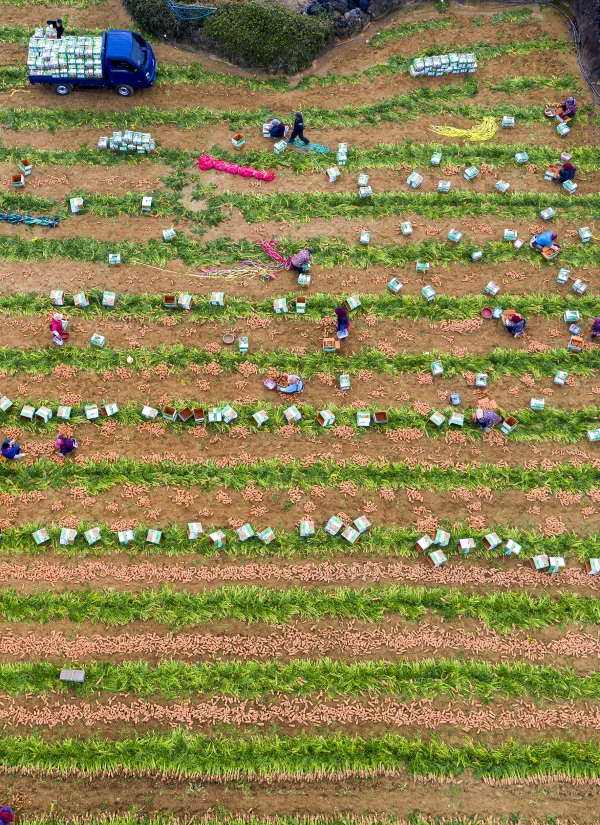 지난 11일 오후 제주시 구좌읍 한동리에서 농민들이 당근을 수확하고 있다. (사진=제주특별자치도 제공)